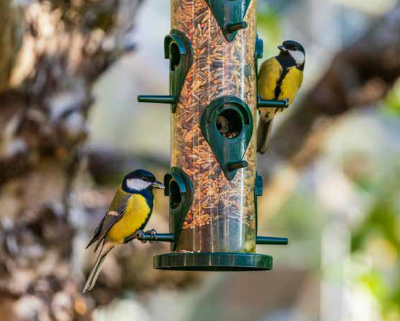 BIRD FEEDER ZONE MISSING